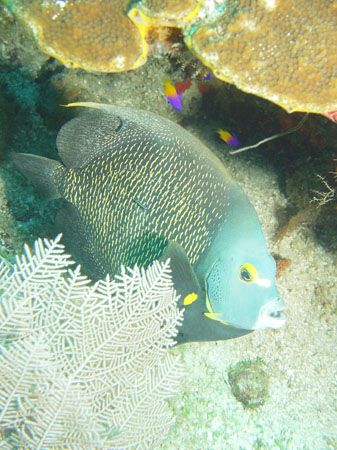 French Angel Fish/ Roatan, H.A. Sony F707 by Dan Pearson 