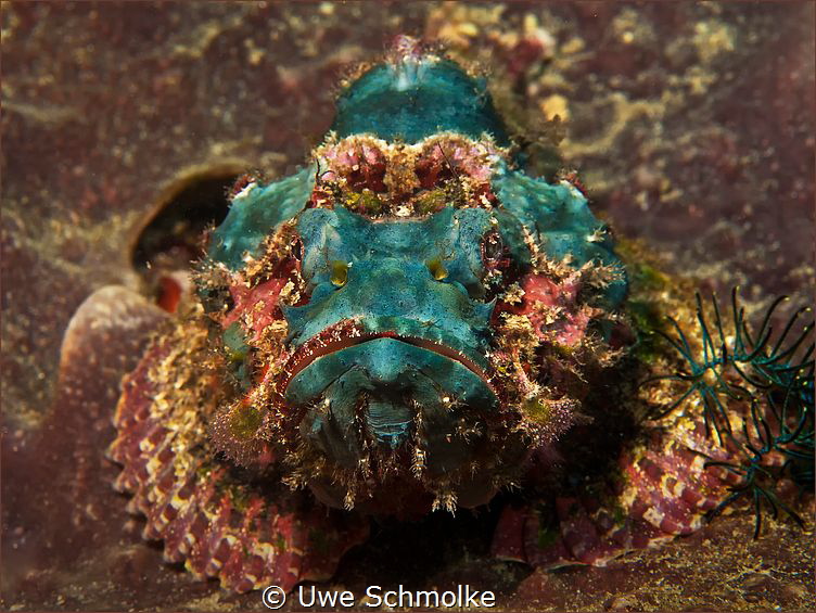 true colours -
more images: http://www.uwes-underwaterpi... by Uwe Schmolke 