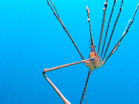 Taken with a canon power shot in the USVI. by Cory Carroll 