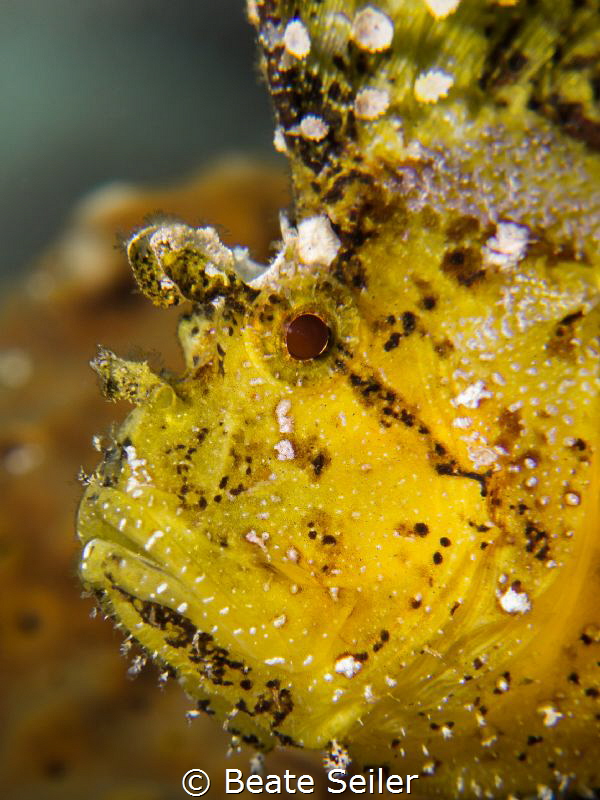 Leaf scorpian fish portait by Beate Seiler 
