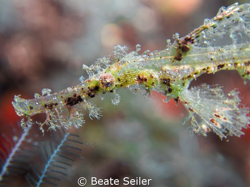 Weedy gohst pipe fish by Beate Seiler 
