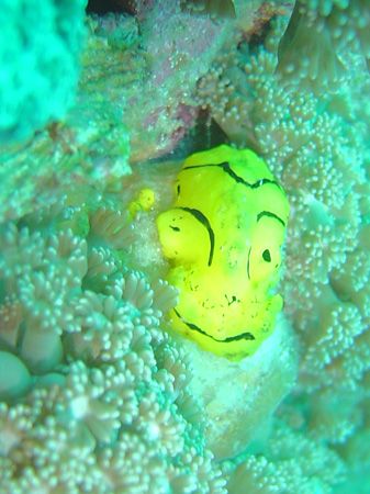 a banana nudi in lembeh which i think looks like bart sim... by Stewart Smith 