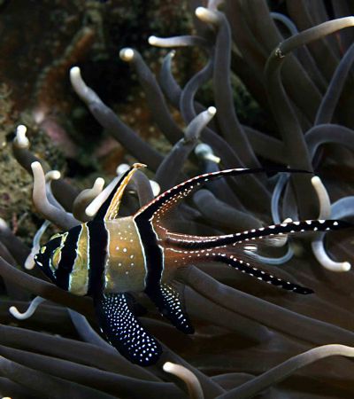 Carpet Bagger. Cannon 10D. Lembeh. Bangai Cardinal in wha... by John M Akar 