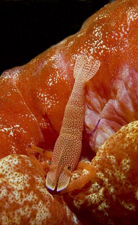 Periclimenes imperator on Spanish Dancer,sulawesi,nikon d70 by Marco Wannenmacher 