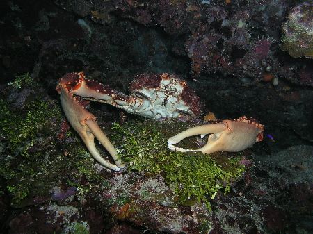 Clinging Crab, Roatan. Taken with Olympus C5050. by Liber Garrido Barnet 