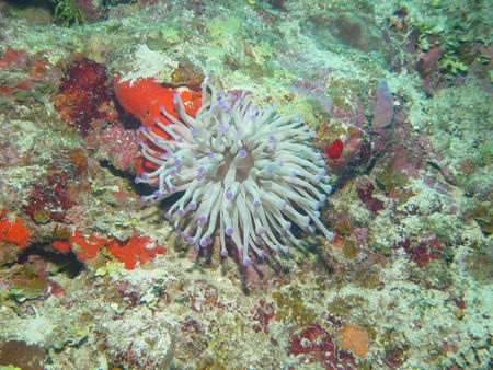 Puple anenomae, Roatan, HA. taken with Sony F-707 in Ikel... by Dan Pearson 
