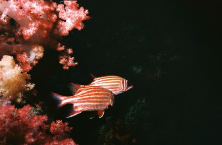 Similan Islands-Thailand by Morgan Douglas 
