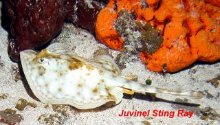 Cozumel, night dive, D70s by Larry Polster 