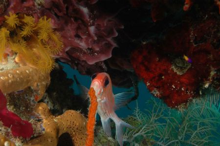 "Karaoke" Cay Lobos, D70 w/ 17-35mm lens by Leif Skaar 