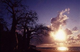 Rising sun on baobab trees rather than palm trees, it mak... by Jean-claude Zaveroni 