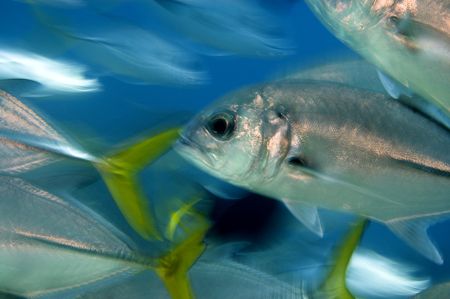 Horse Eye Jacks at Rush Hour by Karl Dietz 