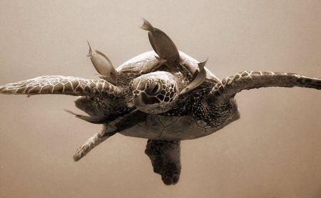 Hanging Out at the turtle cleaning station...Three Tables... by Glenn Poulain 
