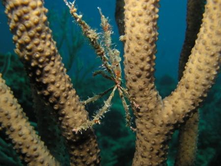 Neck Crab (Podochela sp.) Some pictures are all about loo... by John Brethauer 
