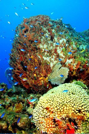 Roatan, Honduras. by Shawn Jackson 