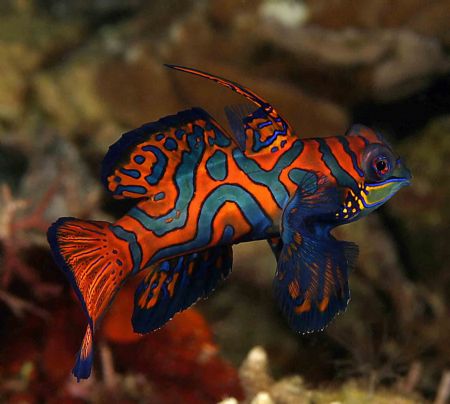 Mandarin male. Cannon 10D. Lembeh. Attacking my buddies r... by John Akar 