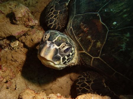 Looking at You...in a puka at the Trench, North Shore. by Glenn Poulain 