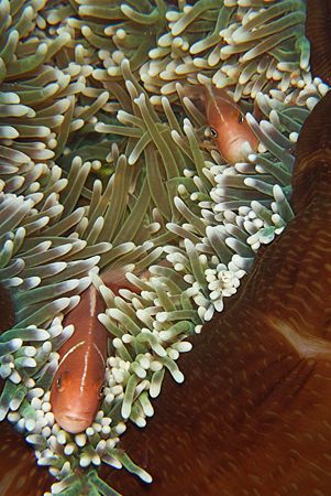Pillow time...Kimbe Bay. PNG D2x by Rand McMeins 