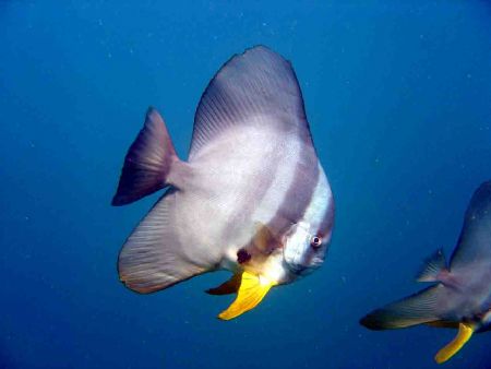 batfish by Terry Humm 
