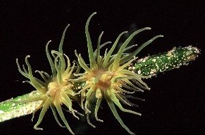 Simple tiny anemones on a leave of sea grass, Thau, Medit... by Jean-claude Zaveroni 