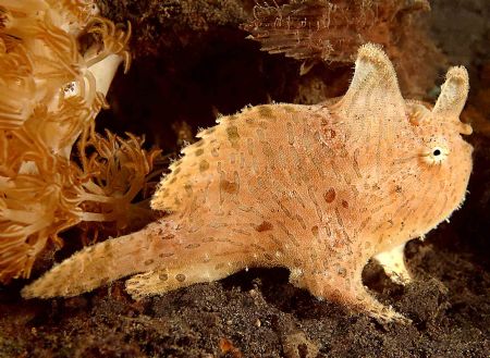 Rabbit or fish? Cannon 10D. Lembeh. juvenile hairy frog f... by John Akar 
