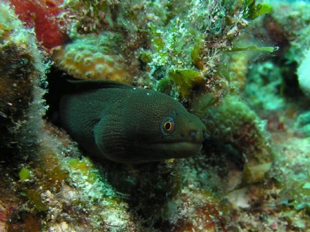 Goldentail Moray in the dark phase, maybe he thinks he's ... by John Brethauer 