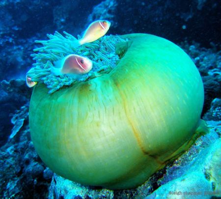 "Oh, yikes, it's the paparazzi again!" Clownfish on magni... by Leigh Chapman 