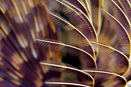 Feather Duster Worm captured with 105mm.
Photo taken on ... by James Kashner 