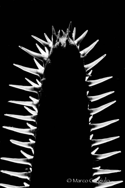 Starfish in BW, Backlight by Marco Gargiulo 
