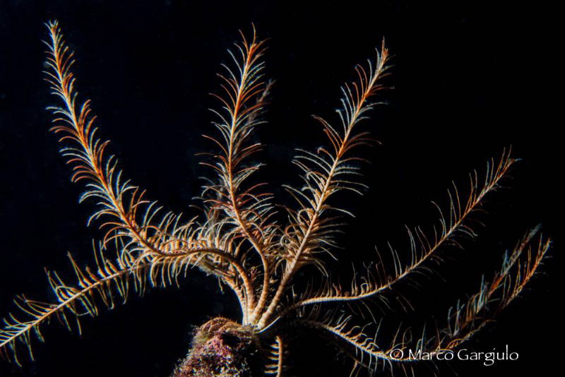 Crinoid by Marco Gargiulo 