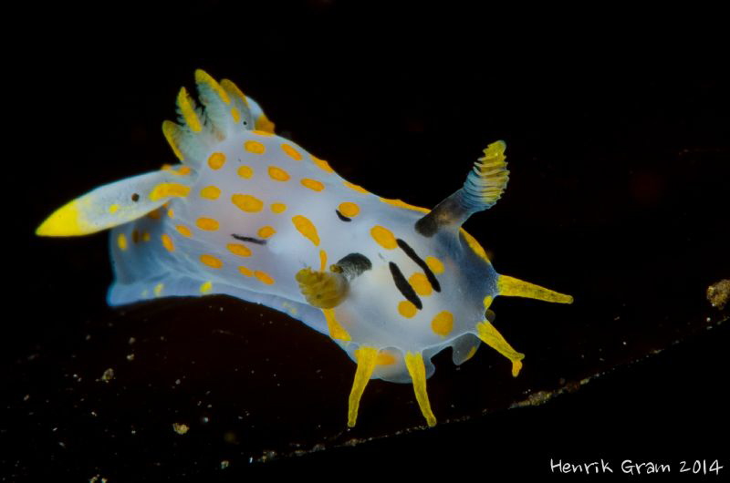 Polycera from the NUDI Safari 2014 in Gulen by Henrik Gram Rasmussen 