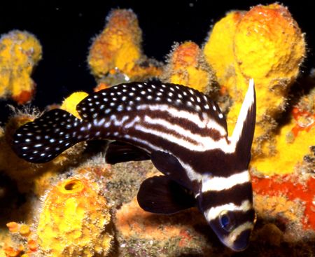 See Spot Drum. by David Spiel 