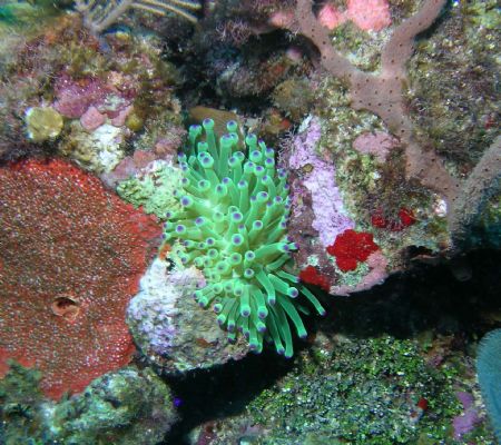 Roatan Honduras, Nikon Coolpix 5400 sea & sea DX5400 hous... by Chuck Duran 