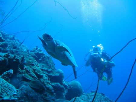 Canon Powershot S50 Curacao Netherlands Antilles.Director... by Frank Jong 