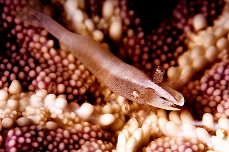 Finally found something smaller than a Pygmy Seahorse...P... by Rand McMeins 