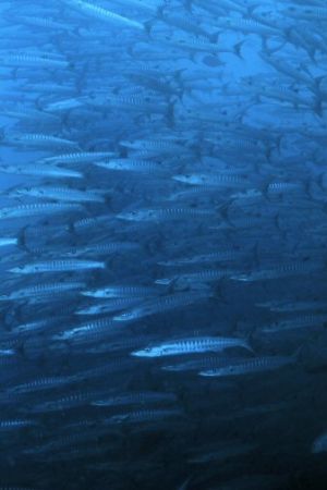 THE WALL - photo taken in mid-water hover against an extr... by Teik Goh 