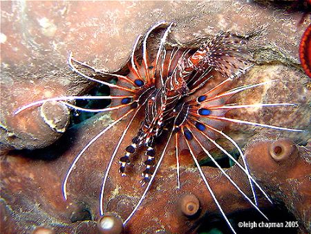 Aerial view of Lionfish. Manado, Indonesia. 2005. Canon A... by Leigh Chapman 