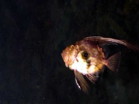Fish floating on water by Damir Skific 