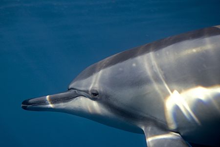 Full frame Hawaiian spinner dolphin in shallow water. by James Kashner 
