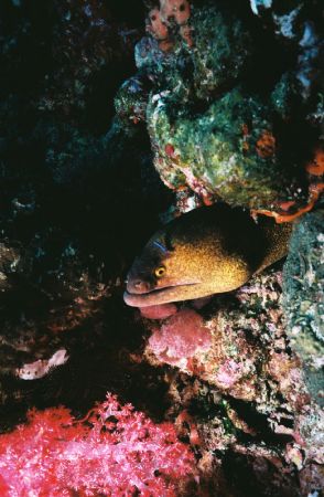 Spooky Moray. Similan Islands, Thailand. by Morgan Douglas 