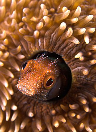 Who Dat? Secretary Blennie, I think..
Sea of Cortez. D2x... by Rand McMeins 