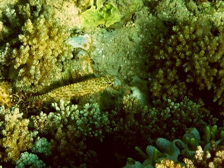 Invicible - this fish is realy hard to find... more over ... by Zrie Mul 