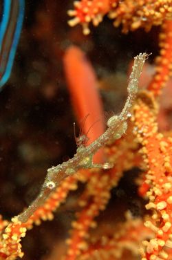  Juvenile ghostpipefish.d70,105mm.
kapalai,sabah,malaysia by Frankie Tsen 