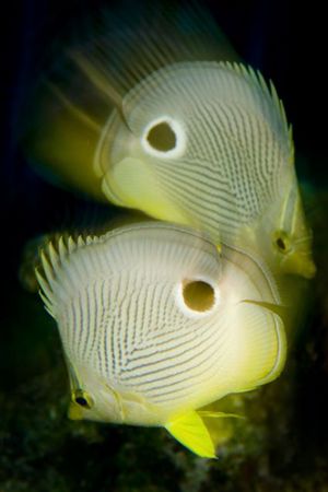 Warped Butterflies taken in Turks and Caicos. Long exposu... by Richard Horn 