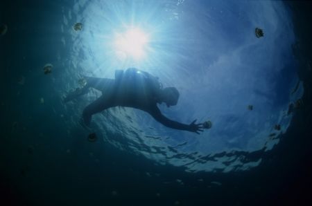 Jelly Fish Lake Diver by Eric Leong 