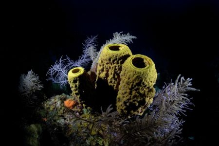 Sponge scene. Turks & Caicos by Andy Lerner 