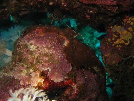 Little crabs 
Red Sea 2005 Dahab by Matteo Visconti 