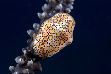 Flamingo Tongue, Turks & Caicos by Andy Lerner 