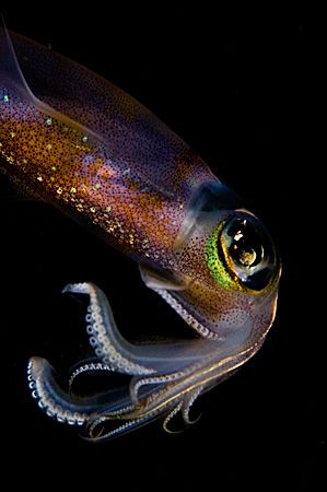 Neon Night - shot with 105mm at night on the shores of So... by Mike Roberts 