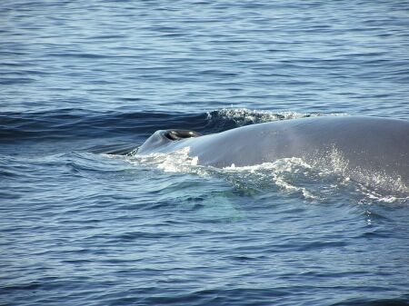 fin whale - Azores islands by David Abecasis 
