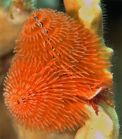 Taken at Salt Pier, Bonaire N.A. by Jessica Vasale 
